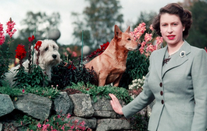 The Queen's Favourite Animals
