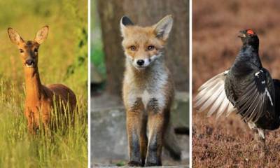 Scotland The New Wild Discover the Untamed Beauty of Scotland's Wildlife and Landscapes This Autumn on BBC Scotland