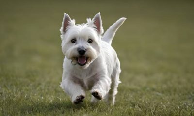 Generic Dog West Highland Terrier running in a field.