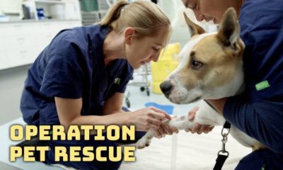 Operation Pet Rescue Title Card